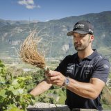 Loïc Meillard a traité la vigne à Farinet, mardi après-midi sur les hauteurs de Saillon. KEYSTONE/Valentin Flauraud